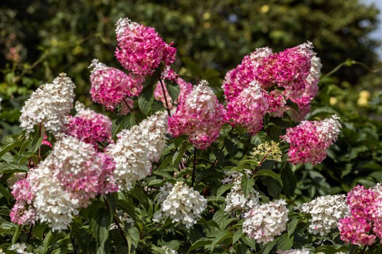 Paniculata de colores, una flor elegante e irreverente