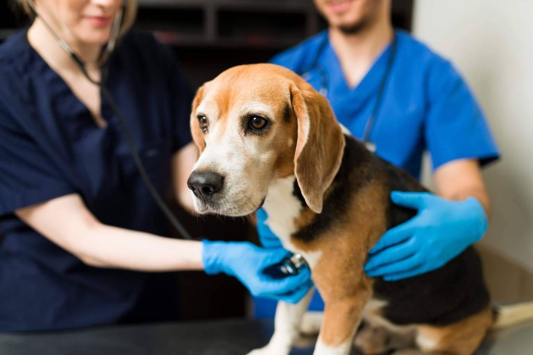 VetFormación pone a disposición cursos de auxiliar de veterinaria