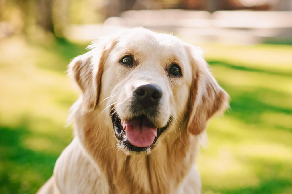 Puppr: Educación Canina Al Alcance De Su Mano