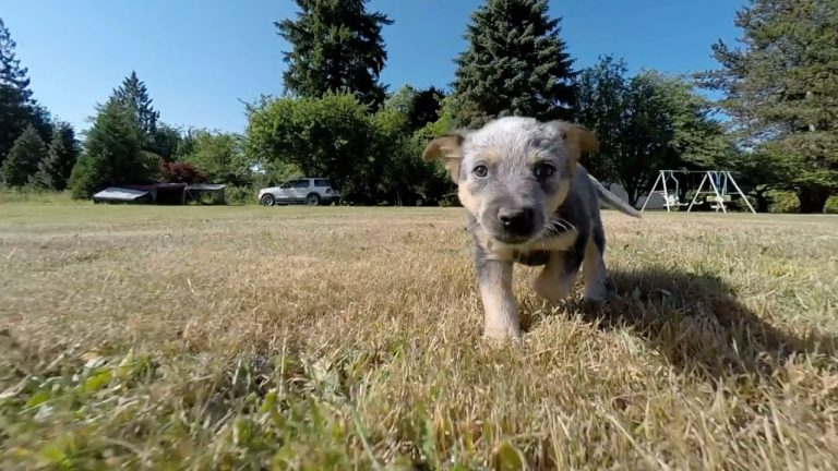 Peligros de exponer a tu perro ante plantas ilícitas