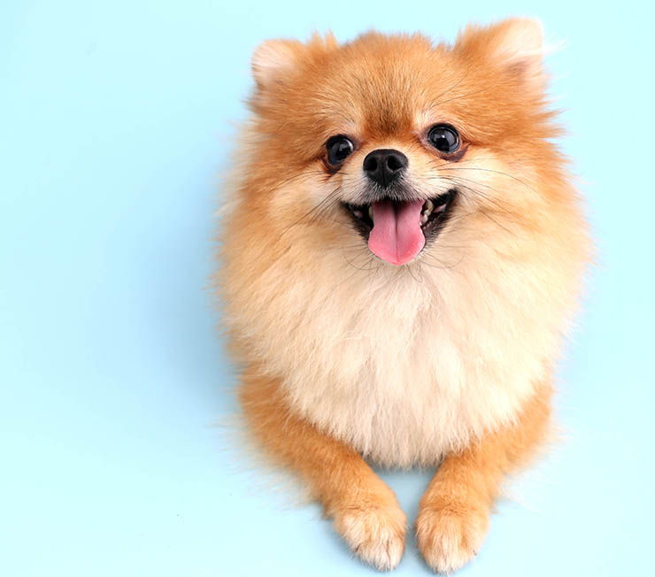 Un mundo de descubrimientos de perros con Dog Scanner