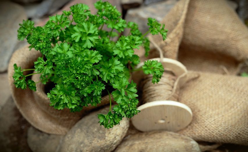 Alimentos Que Aumentan Tu Pecho Sin Hacerte Engordar