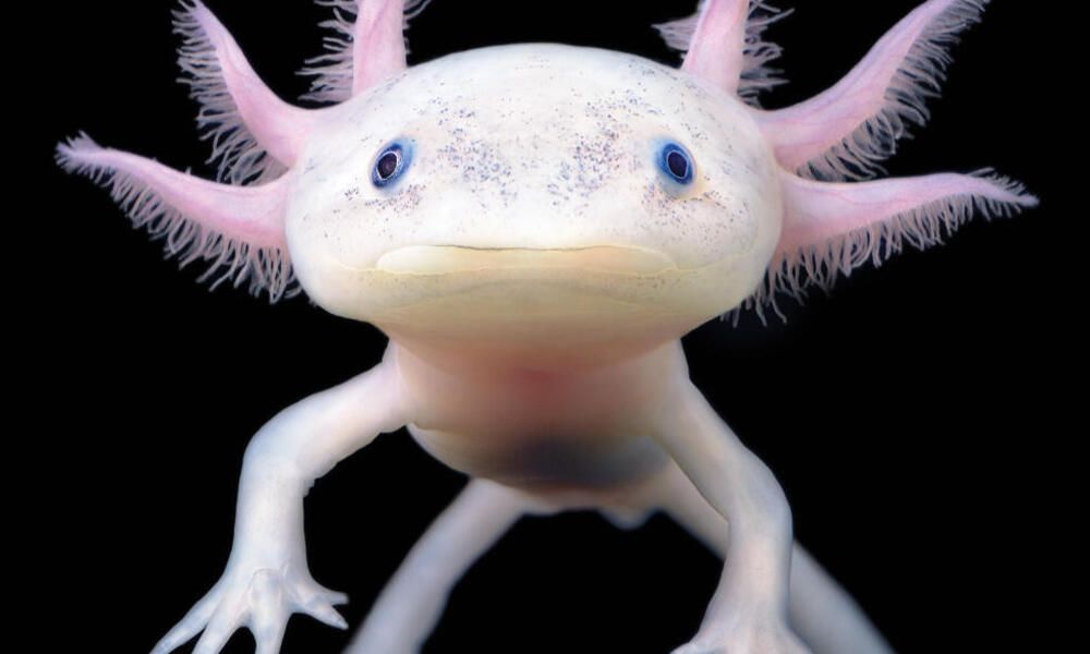 Axolote o ajolote mexicano