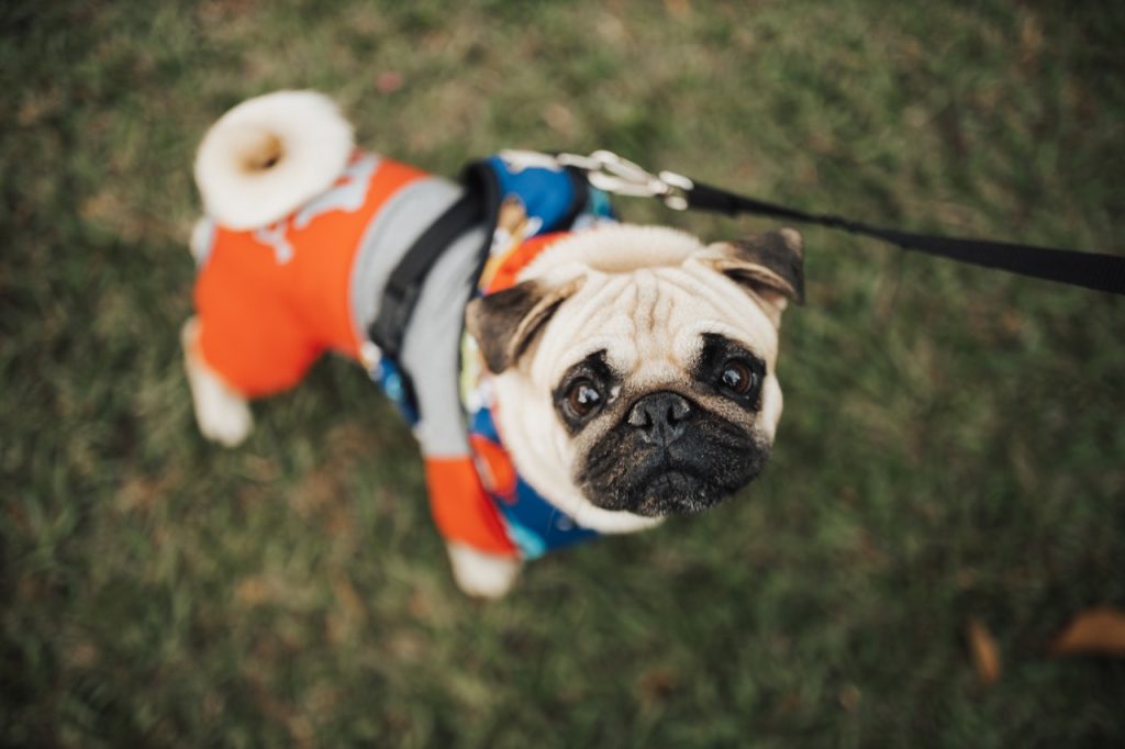 Cómo Darle Cariño A Tu Perro Sin Besarlo