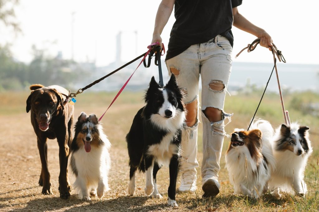 Las Mascotas Suelen Estar Inmunizadas