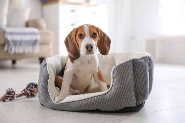 ¿Es recomendable el uso de camas para perros?, por la tienda online Deluxe13
