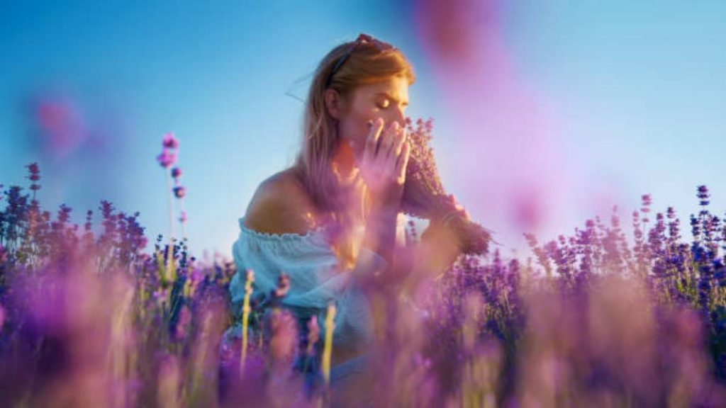 La Magia De La Lavanda
