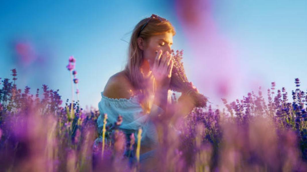 La magia de la lavanda