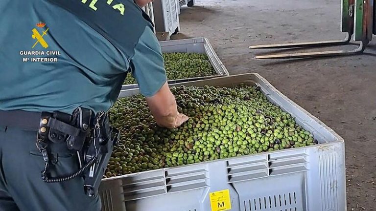 Intervenidos en Sevilla 400 litros de aceite con etiquetado falso y más de 91 toneladas de aceitunas robadas