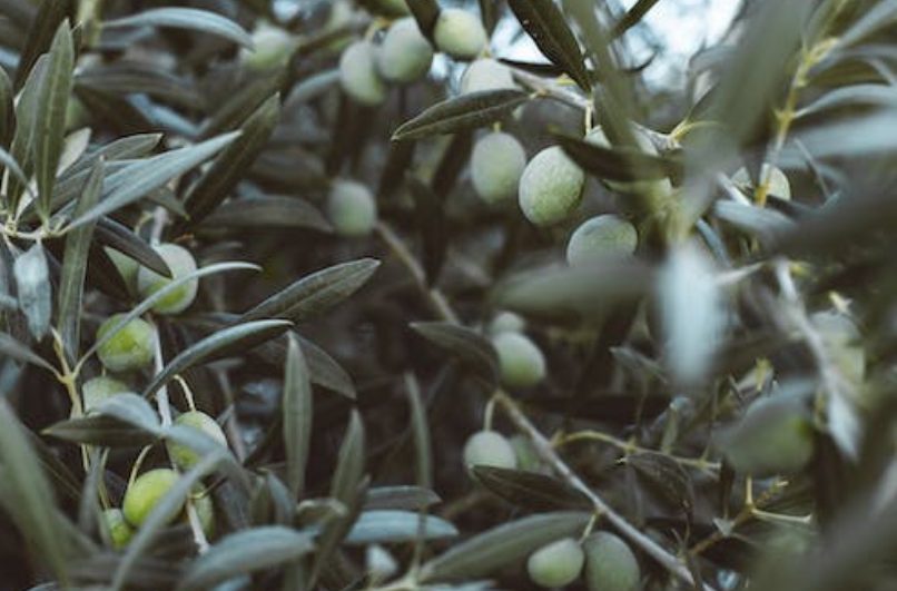 La crisis del aceite llega a su fin: ya hay fecha para la bajada de precios de las garrafas