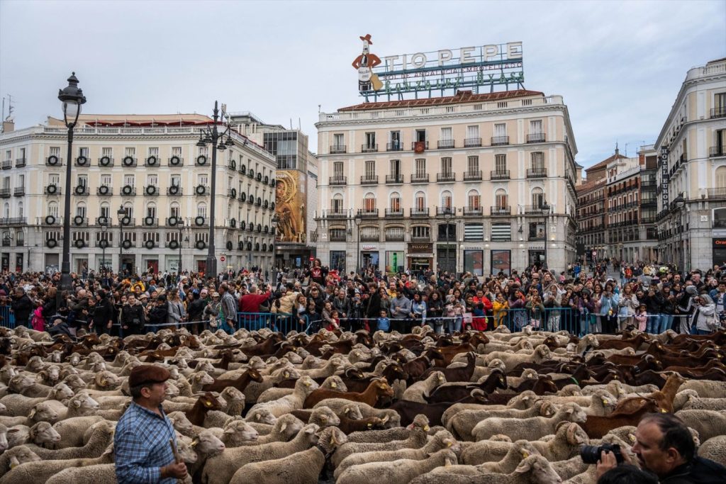 La Fiesta De La Trashumancia Pasa Por Madrid Con Una Mujer De Pastora De Más De Mil Ovejas Y Cabras 1 La Fiesta De La Trashumancia Pasó También Por La Puerta De Sol