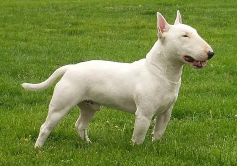 perro