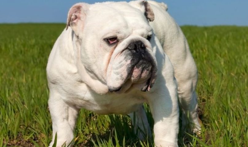 Descubre qué raza de perro serías según tu signo