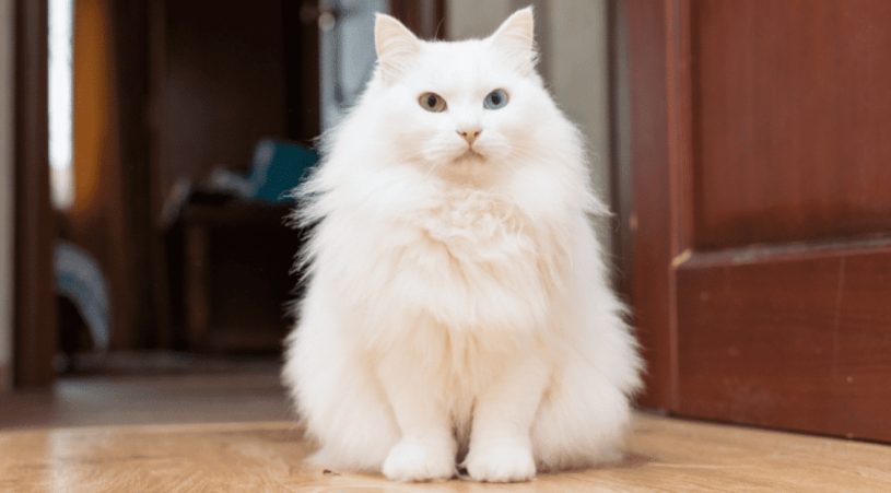 Descubre la raza de gato perfecta para ti según tu signo zodiacal