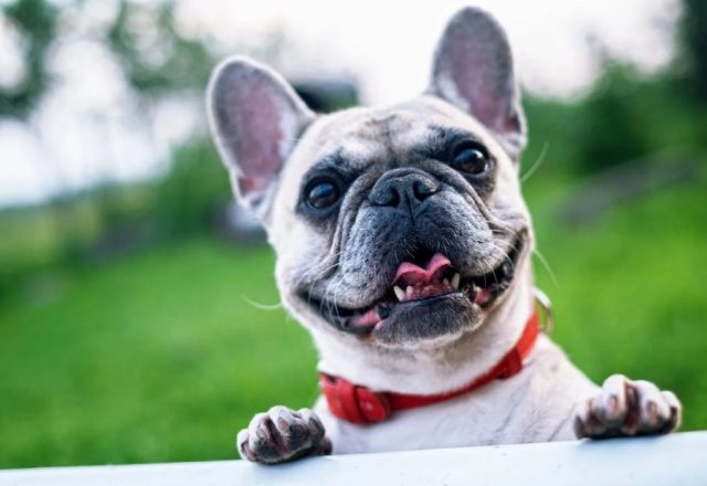 Estos Son Los Nombres De Perritos Más Bonitos Y Favoritos Entre Los Españoles