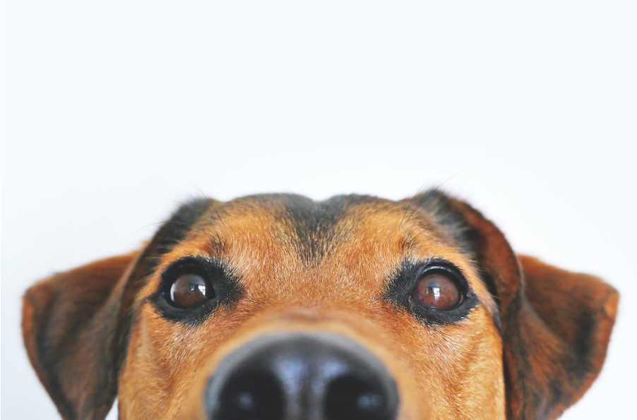 Estos son los nombres de perritos más bonitos y favoritos entre los españoles