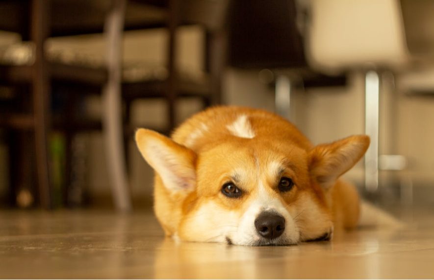 Estos son los nombres de perritos más bonitos y favoritos entre los españoles