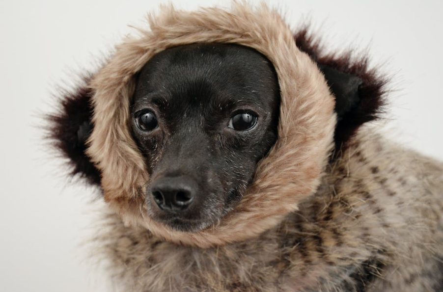Estos son los nombres de perritos más bonitos y favoritos entre los españoles