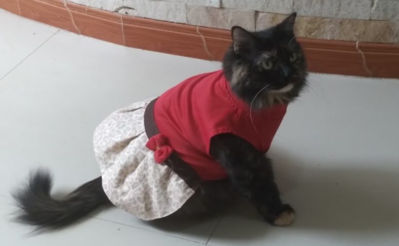 Descubre la raza de gato perfecta para ti según tu signo zodiacal