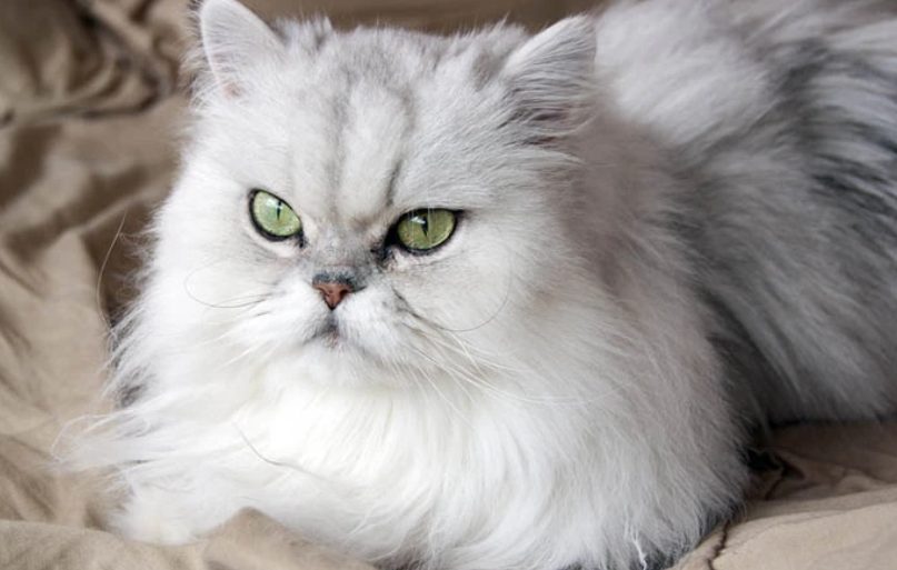 Descubre la raza de gato perfecta para ti según tu signo zodiacal