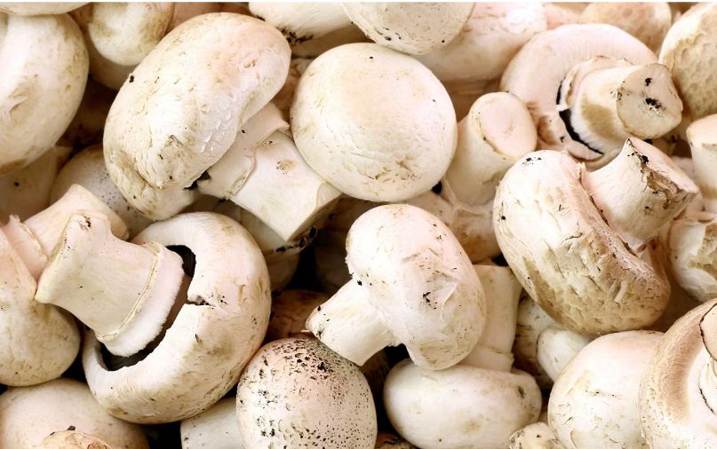 Guiso fácil y rápido de codorniz con champiñones