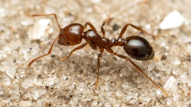 El Riesgo De La Hormiga De Fuego Que Ya Está En España