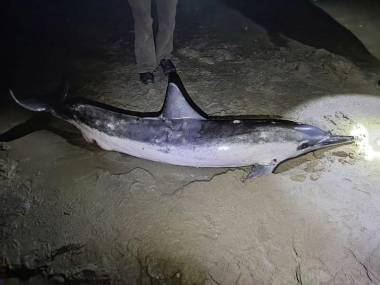 Técnicos de la Junta recogen dos delfines varados en Barbate (Cádiz) de una especie tropical nunca vista en Europa