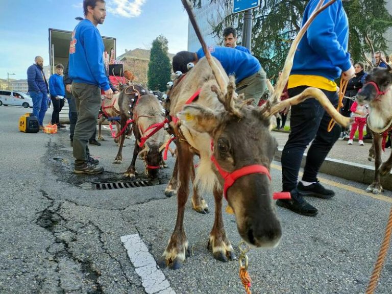 PACMA denuncia la presencia de renos en las cabalgatas de Navidad por «poner en riesgo el bienestar de los animales»