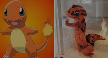 Estos Pokémon existen en la vida real en forma de animales muy raros