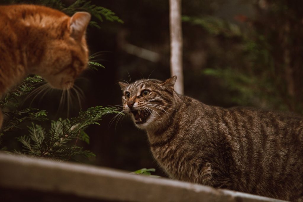 ¿Sabías Que Los Gatos Son Una Máquina De Matar Por Todo Lo Que Comen?