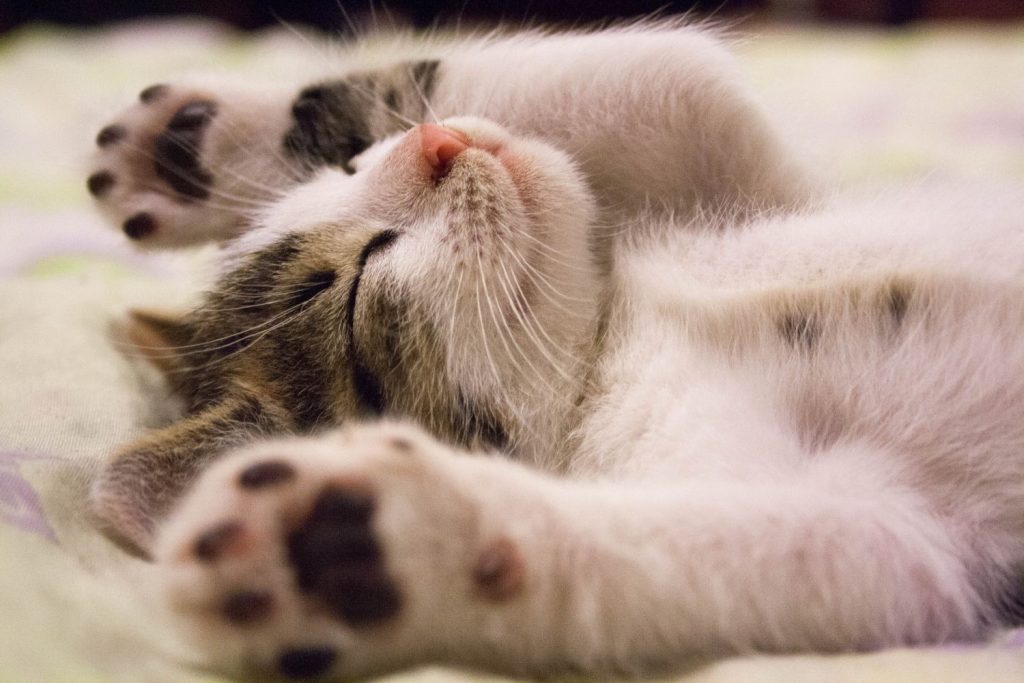 ¿Sabías Que Los Gatos Son Una Máquina De Matar Por Todo Lo Que Comen?