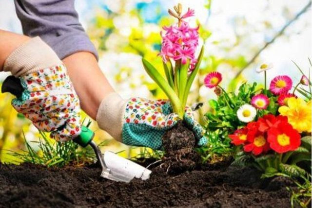 Descubre Lo Que Traen Amazon, Lidl E Ikea Para Regalar A Los Amantes De Las Plantas Esta Navidad