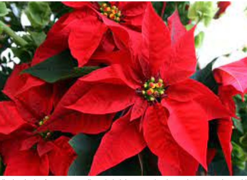 Descubre lo que traen Amazon Lidl e Ikea para regalar a los amantes de las plantas esta Navidad