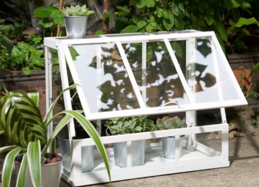 Descubre lo que traen Amazon Lidl e Ikea para regalar a los amantes de las plantas esta Navidad