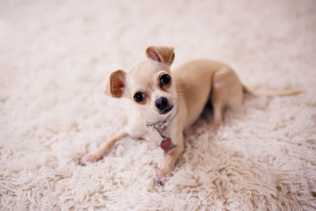 Mascota