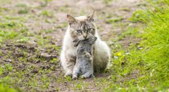 Felinos