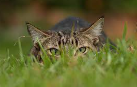 Felinos