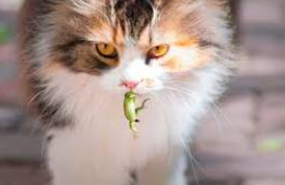 Felinos