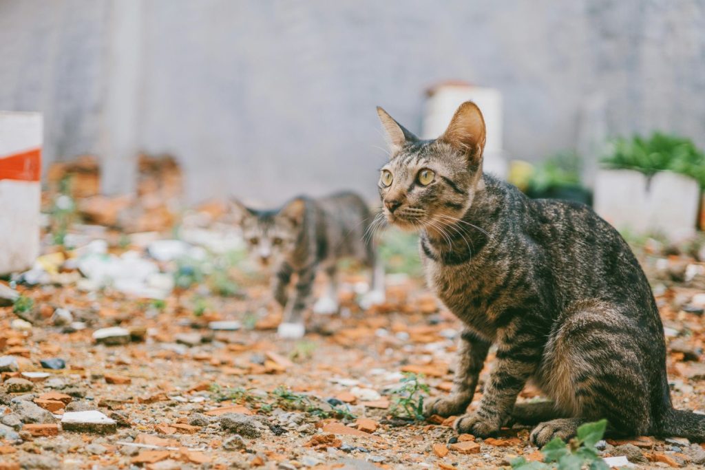 ¿Sabías Que Los Gatos Son Una Máquina De Matar Por Todo Lo Que Comen?
