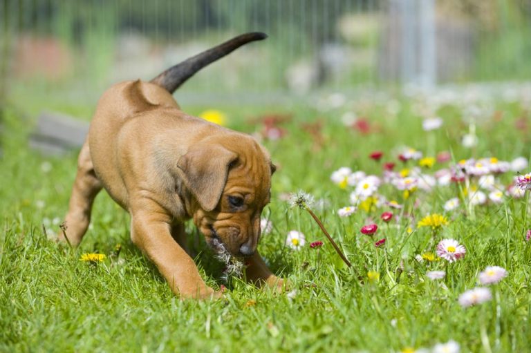 Cómo abordar el problema de excavación en jardines por perros