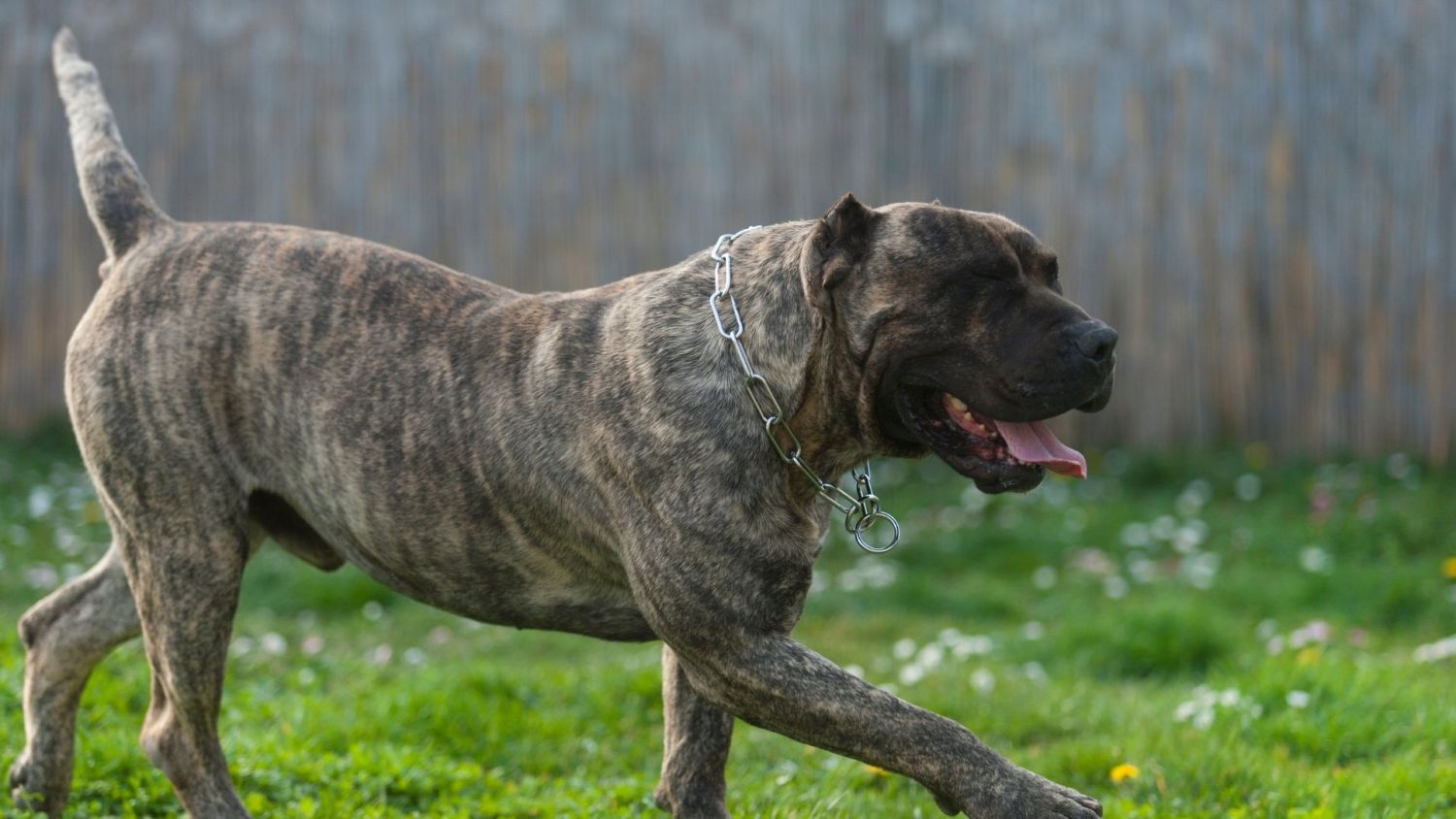 Consejos Adicionales Para Dueños De Perros