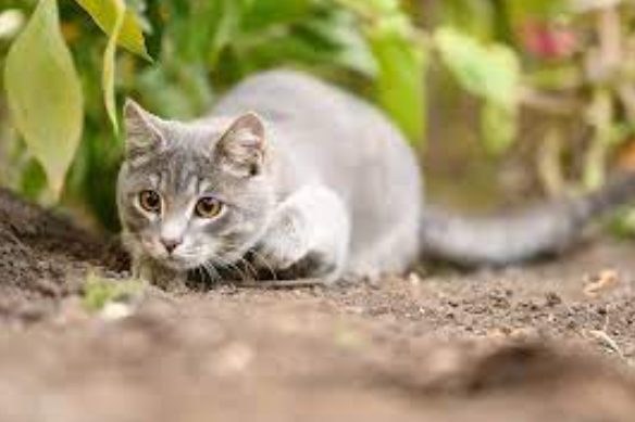 Felinos