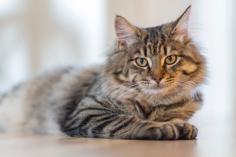 ¿Sabías que los gatos son una máquina de matar por todo lo que comen?
