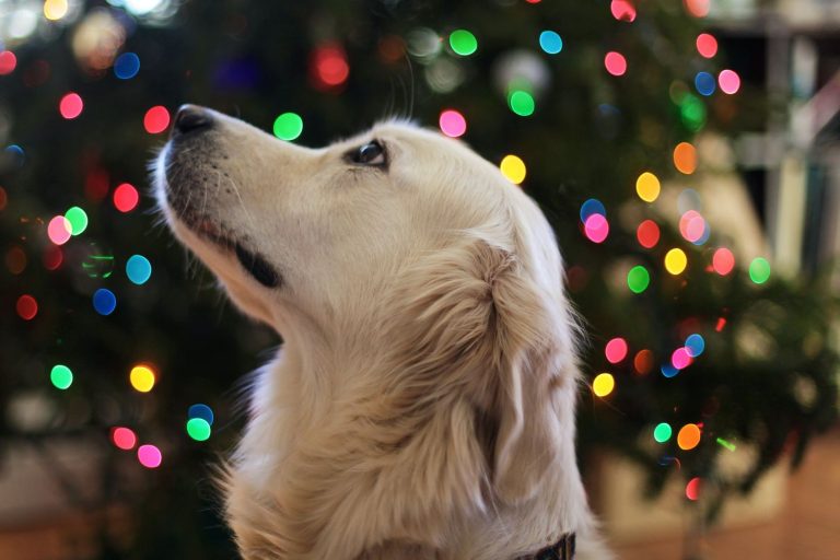 ¿Tu perro sufre con los fuegos artificiales? Así puedes protegerlo en Nochevieja