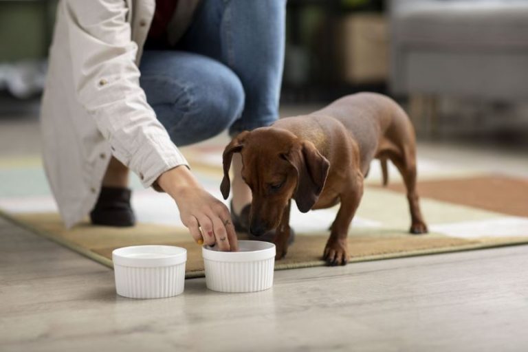 Expertos de Advance apuntan a la estrecha relación entre la microbiota intestinal animal y el sistema inmunitario