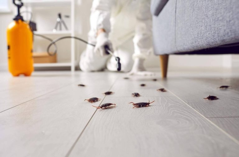 Quipons cuenta con expertos en desinfección y control de plagas en madera