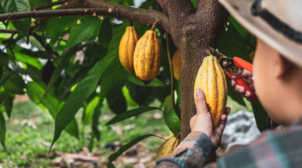 El aumento del cacao en números