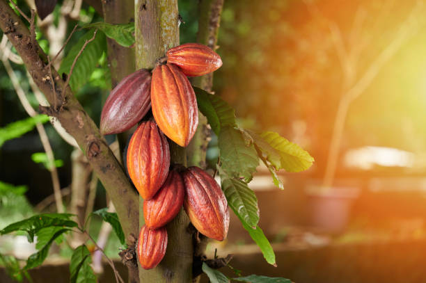 Cacao: el ingrediente estrella bajo amenaza