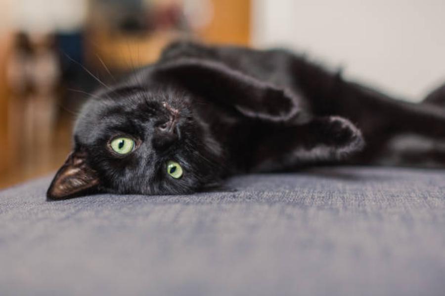 Gatos negros y otros amuletos gráficos