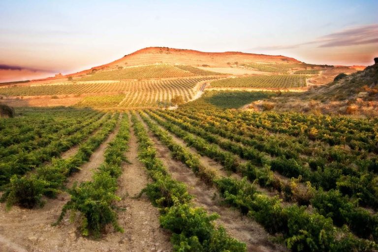 Los vinos españoles con los que maridar a la perfección tus menús de Navidad y triunfar como anfitriona